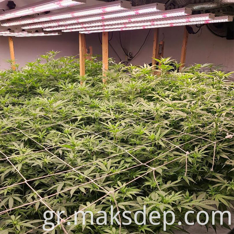 600 watt indoor grow